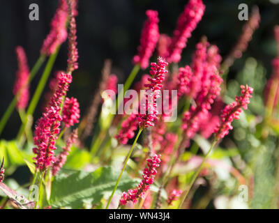 Rote Blüte flammen Der knöterich Persicaria amplexicaulis firetail im Morgenlicht Stockfoto