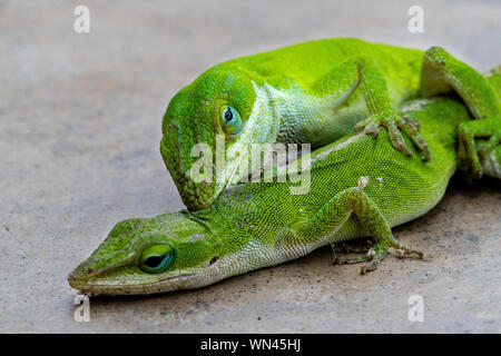 Grüne Eidechsen, die Carolina Anole, Paarung Stockfoto