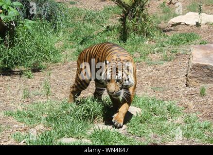 Sumatra Tiger mit grimmigen Ausdruck Herumstreichen im Dschungel Wildnis Stockfoto