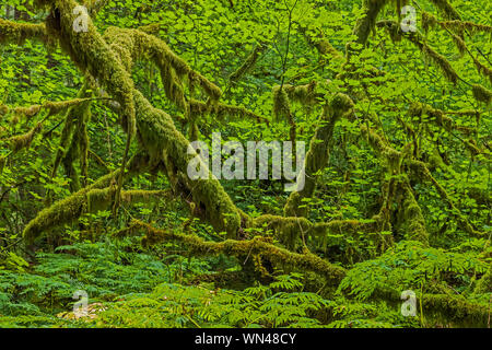 Weinstock Ahorn, Acer circinatum, in der Föderation Wald State Park in der Nähe von Mount Rainier, Washington State, USA Stockfoto