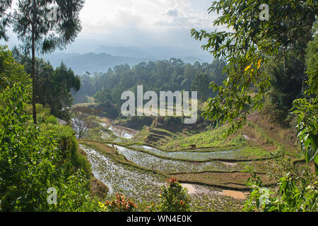 Grünen und braunen Reis terrasse Felder in Tana Toraja, South Sulawesi, Indonesien Stockfoto