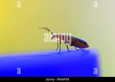 Gemeinsame rot Soldat Käfer Latin Rhagonycha fulva manchmal als leatherwing in der cantharidae Familie ruht auf einem blauen Flasche cap sehr nah bis Stockfoto