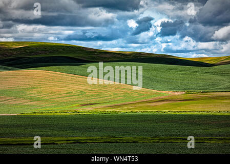 Sonnenlicht bricht durch die Wolken auf winterweizen Felder in der Palouse in der Nähe von Colfax, Washington Stockfoto