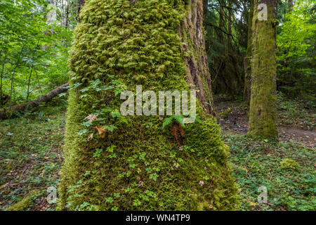 Bemoosten Stamm von Schwarzen Cottonwood, Populus trichocarpa, White River in der Föderation Wald State Park in der Nähe von Mount Rainier, Washington State, U Stockfoto