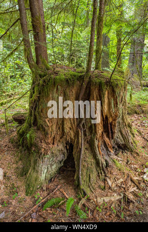 Western Hemlock, Tsuga heterophylla, aus Western Red Cedar, Thuja plicata, stumpf in der Föderation Wald State Park in der Nähe von Mount Rainier, Washingt Stockfoto