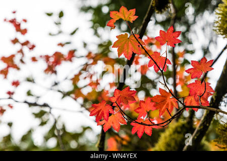 Weinstock Ahorn, Acer circinatum, Anzeigen Herbst Farbe in der Föderation Wald State Park in der Nähe von Mount Rainier, Washington State, USA Stockfoto