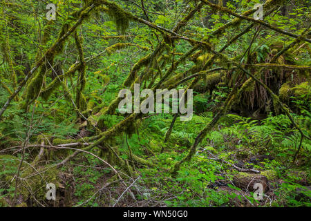 Weinstock Ahorn, Acer circinatum, die mit einem üppigen Last von Moosen in Föderation Wald State Park in der Nähe von Mount Rainier, Washington State, USA Stockfoto