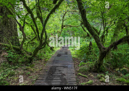 Promenade mit Weinstock Ahorn, Acer circinatum, in der Föderation Wald State Park in der Nähe von Mount Rainier, Washington State, USA Stockfoto