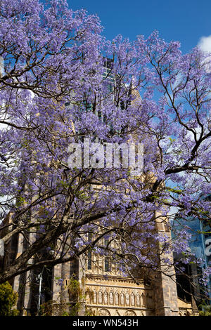 Schöne jacaranda Baum in voller Blüte vor St Stephens Kirche in Brisbane, Australien Stockfoto