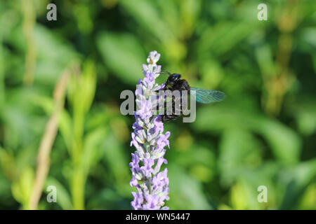 Carpenter bee Lateinischer Name xylocopa violacea Fütterung auf einem Lavendel oder lavandula Bush im Sommer in Italien Stockfoto