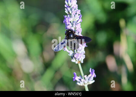 Carpenter bee Lateinischer Name xylocopa violacea Fütterung auf einem Lavendel oder lavandula Bush im Sommer in Italien Stockfoto