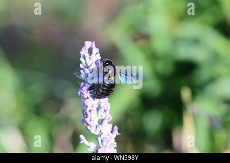 Carpenter bee Lateinischer Name xylocopa violacea Fütterung auf einem Lavendel oder lavandula Bush im Sommer in Italien Stockfoto