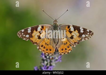 Distelfalter Schmetterling im Sommer sehr nah bis Latin Cynthia cardui oder Vanessa cardui Fütterung auf einem Busch oder Lavendel lavandula in Italien im Sommer Stockfoto