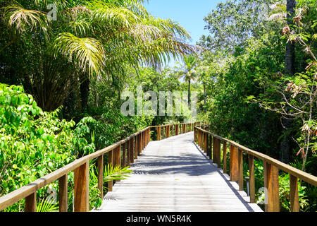 Perspektive der hölzerne Brücke in tiefen tropischen Wald. Holzbrücke Gehweg im Regenwald unterstützt üppige Farne und Palmen während der heißen sonnigen Sommer Stockfoto