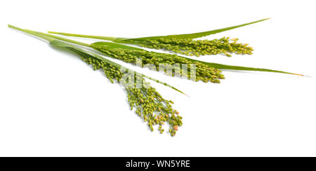 Panicum oder panicgrass auf weißem Hintergrund Stockfoto
