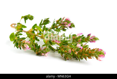 Ononis oder restharrows auf weißem Hintergrund. Stockfoto