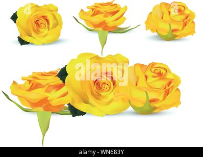 Sammlung gelbe Rose. Zarte Rosen. Detaillierte retuschieren. Blume Nahaufnahme. 3D realistische Rosen mit grünen Blättern auf weißem Hintergrund. Vector Illustration Stock Vektor