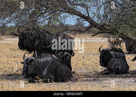 Gnus im Schatten einer Akazie in der Nxai Pan Nationalpark in Botsuana Stockfoto