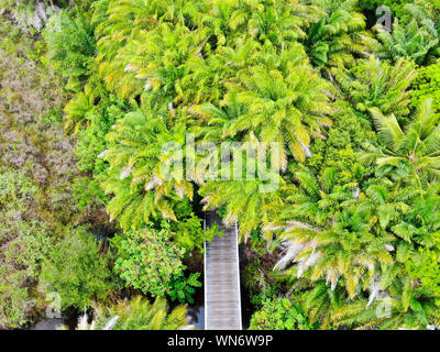 Luftaufnahme von bewaldeten Brücke über den tropischen Regenwald. Holzbrücke Gehweg im Regenwald unterstützt üppige Farne und Palmen während der heißen sonnigen Summe Stockfoto