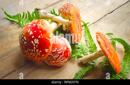 Fly agaric giftige Pilze auf dem alten Holztisch. Stockfoto