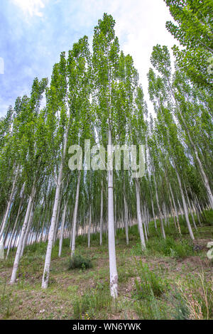 Grove junger Pappeln gegen einen bewölkten Himmel. Reisen in Kirgisistan Stockfoto