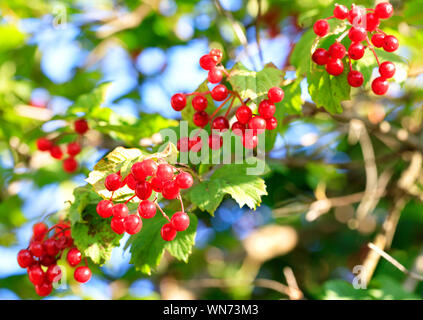 Red viburnum Beeren auf einem Zweig vor dem Hintergrund einer unscharfen Herbst Garten und blauer Himmel Reif, close-up. Stockfoto