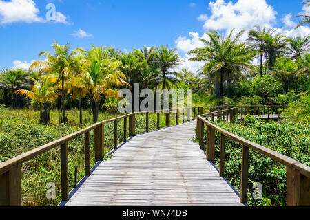 Perspektive der hölzerne Brücke in tiefen tropischen Wald. Holzbrücke Gehweg im Regenwald unterstützt üppige Farne und Palmen während der heißen sonnigen Sommer Stockfoto