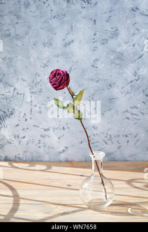 Eine rosa Rose Blüte mit langem Stiel und grüne Blätter in Glas Runde vase auf Holztisch auf grauem Hintergrund, Sonne und schönen Schatten Stockfoto
