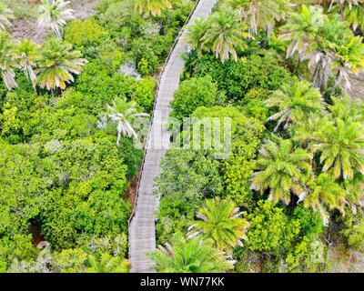 Luftaufnahme von bewaldeten Brücke über den tropischen Regenwald. Holzbrücke Gehweg im Regenwald unterstützt üppige Farne und Palmen während der heißen sonnigen Summe Stockfoto