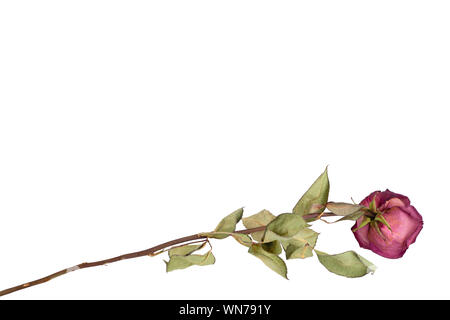 Eine burgund Rose Blüte mit langem Stiel auf weißem Hintergrund Nahaufnahme Blick nach hinten, Dekor für Grußkarten, holiday Banner, Einladung Hochzeit Stockfoto