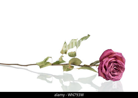 Rosa oder rote Rose Blüte mit langem Stiel und grüne Blätter auf weißem Hintergrund Nahaufnahme isoliert, Design Element für Grußkarten, festliche Poster Stockfoto