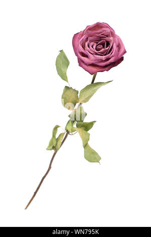 Schöne rosa oder rote Rose Blüte mit langem Stiel und grüne Blätter auf weißem Hintergrund Nahaufnahme isoliert, Design Element für Holiday Card, festlich Stockfoto
