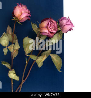 Drei schöne zarte Rosen Blumen auf Blau und weißem Hintergrund, Layout für Grußkarte, festlichen Rahmen, Urlaub banner Stockfoto