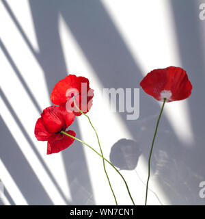 Drei Mohn Blumen auf weißem Hintergrund mit kontrastierenden Schatten in der Nähe bis in eckigen Stockfoto