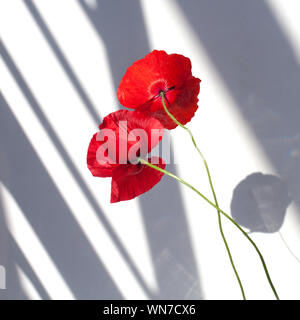 Zwei Mohn Blumen auf weißem Hintergrund mit kontrastierenden Schatten in der Nähe bis in eckigen Stockfoto