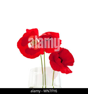 Drei rote Blumen Mohnblumen in einem Glas Vase im Wasser auf einem weißen Hintergrund Nahaufnahme isoliert Stockfoto