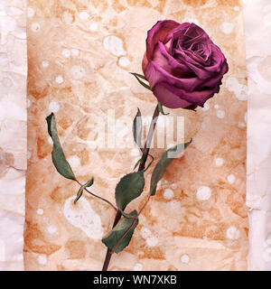 Eine burgund Rose Blume auf zerknitterte im Alter von Papier Hintergrund Nahaufnahme, urlaub Einladung oder romantische vintage Blumen Grußkarte Design lackiert Stockfoto