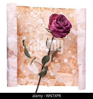 Eine burgund Rose Blume auf zerknitterte im Alter von Papier Hintergrund schließen bis auf Weiß, urlaub Einladung isoliert oder Grußkarte Design, kopieren Raum lackiert Stockfoto