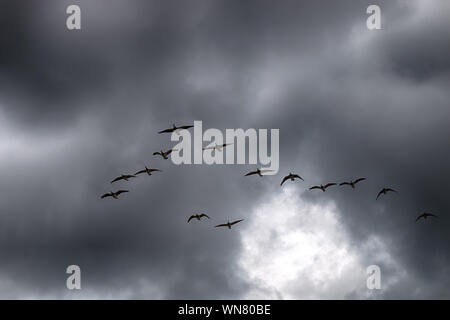 Gabriel Hounds. Phänologie Herbst des Lebens. Nonnengans fliegen südwärts Wedge Pack (Strang) und traurigen Schreie, Gänse Traurigkeit zu Herzen bringen. Stockfoto