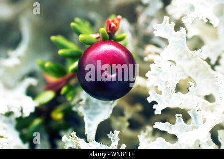 Krähe Beeren (Empetrum nigrum) in den Prozess der Reifung. Makro Foto in den Küstengebieten Tundra, Wald - Tundra des Weißen Meeres Stockfoto