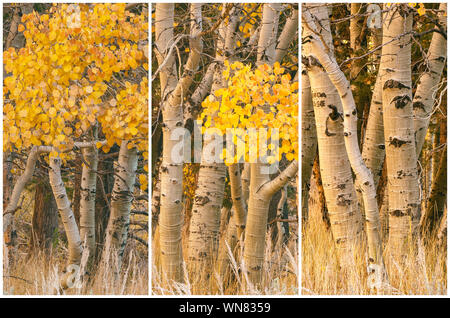 Triptychon Präsentation der Berg Espen (Populus tremuloides) an ihrer Spitze Falllaub, Inyo National Forest, California, United States. Stockfoto