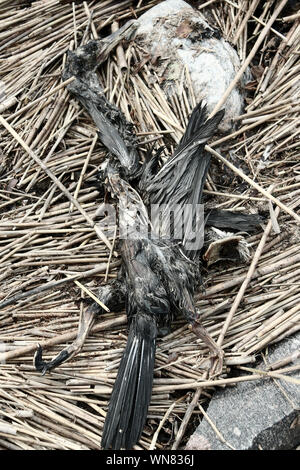 Die Leiche eines schwarzen Vogel kann ein wenig einschüchternd wie denizen der Hölle (FIEND), gruselig sein. Meer raven Stockfoto