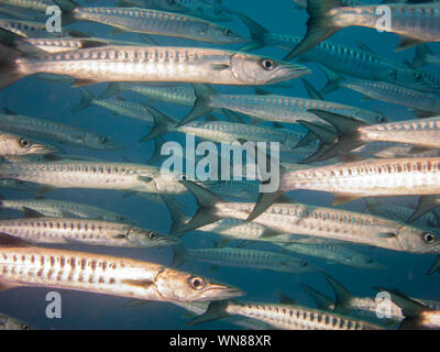 Barracuda im Roten Meer Stockfoto