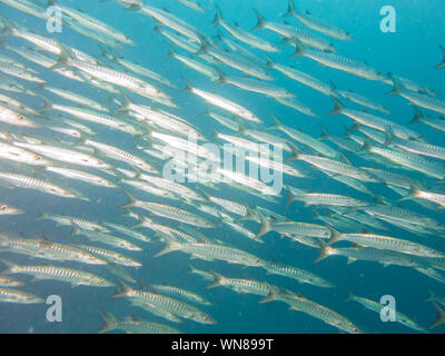 Barracuda im Roten Meer Stockfoto