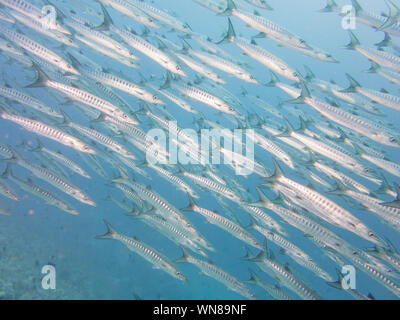 Barracuda im Roten Meer Stockfoto