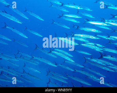 Barracuda im Roten Meer Stockfoto