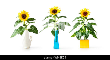 Sonnenblumen in Vase Sammlung, helianthus mehrjährige Pflanze. Objekte auf weißem Hintergrund, design elemente Banner. Sommer gard Stockfoto