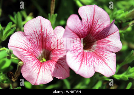 Blühende rote Millionen Glocken Blumen Stockfoto