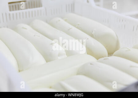 Frischen mozzarella Köpfe in einem aufbewahrungsboxen im Kühlschrank auf einem Käse Werk gehalten. Käse und Milchprodukte Produktion Stockfoto