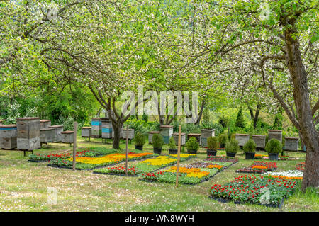 Bienenkörbe in einem schönen blühenden Garten, Bio-Honigproduktion in der Nähe von Borjomi, Georgia Stockfoto